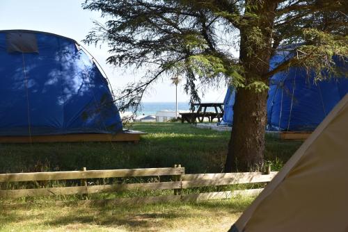 a tent and a tree in a field at Hytteby – Hanstholm Camping – Thy Feriepark in Hanstholm