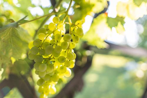 a bunch of green grapes hanging from a tree at Kranach 5 - Wohnen beim Wein in Gamlitz