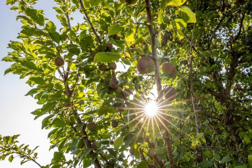 a tree with the sun shining through the leaves at Kranach 5 - Wohnen beim Wein in Gamlitz