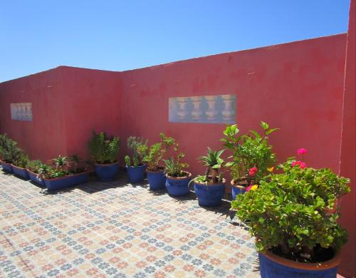 een groep potplanten voor een rode muur bij Casa Mogador in Essaouira