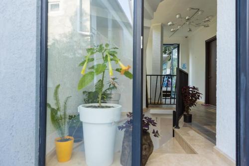 a potted plant sitting inside of a glass door at TJ GARDENS in Makhinjauri