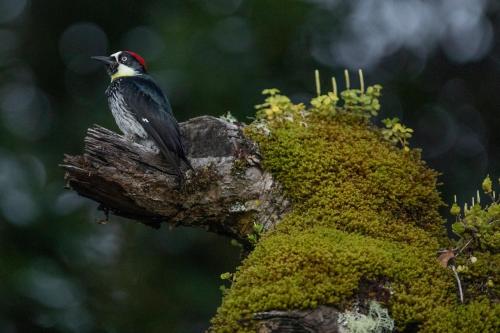 a bird sitting on top of a tree branch at Dantica Cloud Forest Lodge in San Gerardo de Dota