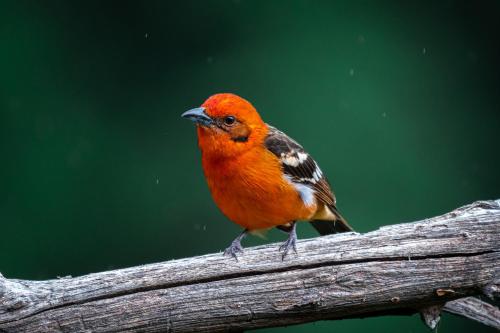 a red bird sitting on a tree branch at Dantica Cloud Forest Lodge in San Gerardo de Dota