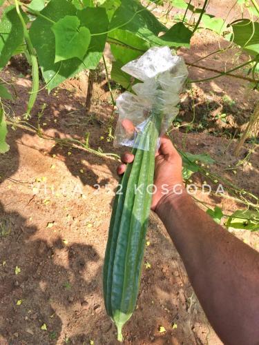 a person holding a green vegetable in a plastic bag at Villa 252 Kosgoda in Kosgoda