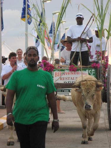 a man in a green shirt walking a cow down a street at La Rose du Bresil Marie-Galante in Capesterre-de-Marie-Galante