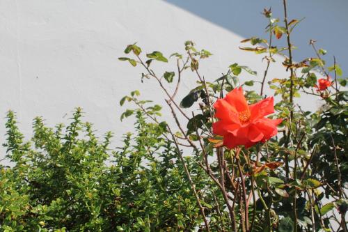 a red flower in the middle of some bushes at Dolphin Watch in Fanore