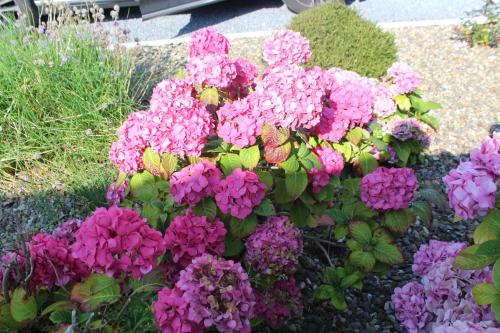 a bunch of pink and purple flowers in a garden at Dolphin Watch in Fanore