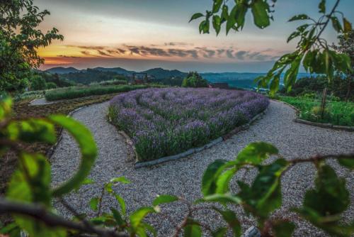 a field of lavender with a sunset in the background at Country House Zunko in Jelovec