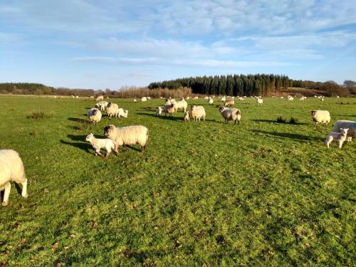 a herd of sheep grazing in a field of grass at Cleeves Cabins Arran Luxury Lodge with hot tub in Dalry