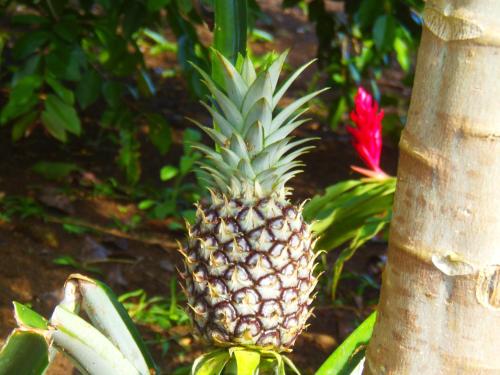 a pineapple is growing next to a tree at Hotel Heliconias Nature Inn & Hot Springs in Fortuna