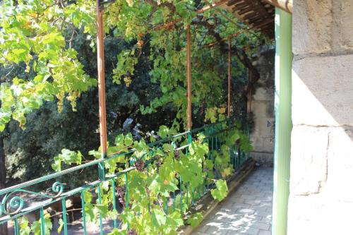 a bunch of grapes hanging from a fence at Le mas de Lucien entre Arles, Nimes, Avignon. in Beaucaire