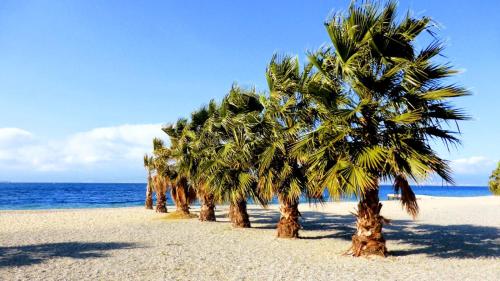 a row of palm trees on a sandy beach at Malalbergo in Reggio Calabria