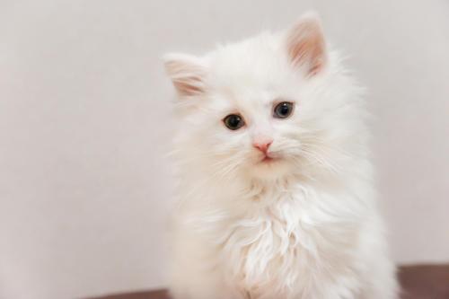 a white kitten is looking at the camera at 湯迫温泉旅館 in Ōda
