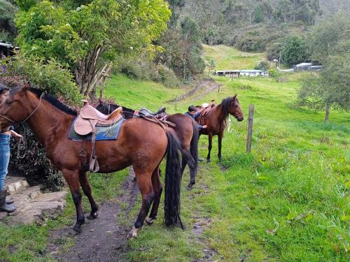 a group of horses walking down a dirt road at Cabañas el Paraiso Sesquile in Sesquilé