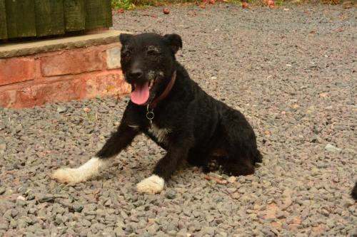 a black dog sitting on the ground with its tongue out at Pine Tree Lodge, Bridgnorth in Bridgnorth