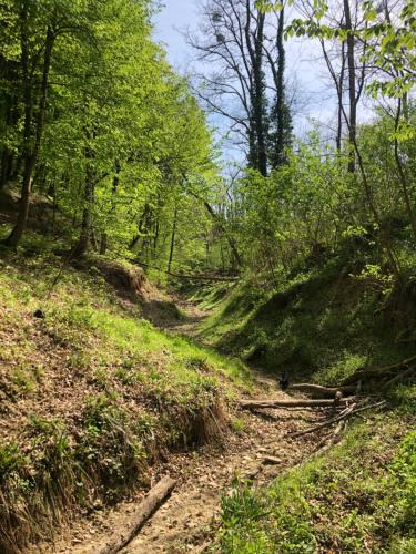 a dirt path in a wooded area with trees at Lipics Part in Murarátka
