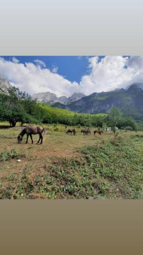 a group of horses grazing in a field at Hotel Margjeka in Valbonë
