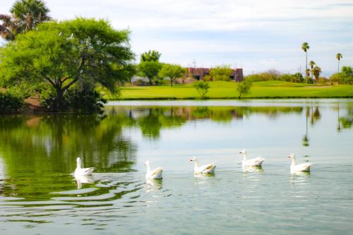 a group of white swans swimming in a lake at Azul Talavera Country Club in Torreón