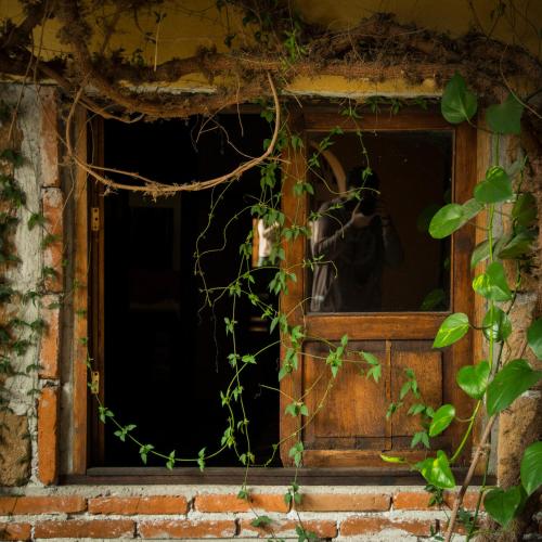a window in a brick building with ivy at Hotel CasaMia in Dolores Hidalgo