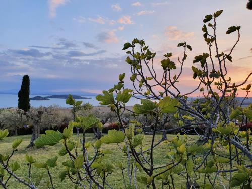 a group of plants in a field with a sunset at Antico Casale Tiravento in Passignano sul Trasimeno