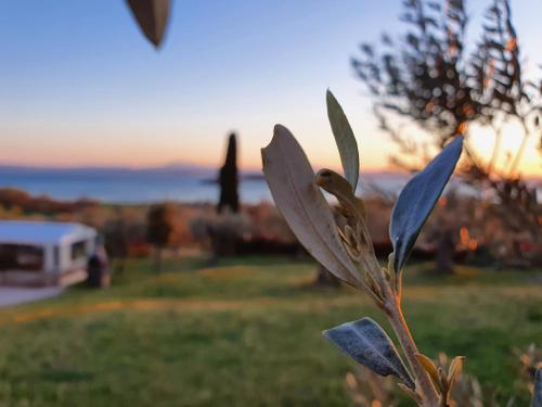 a plant in the grass with the sunset in the background at Antico Casale Tiravento in Passignano sul Trasimeno