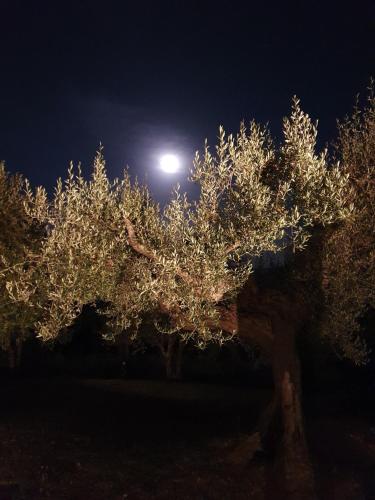 a group of trees with lights on them at night at Antico Casale Tiravento in Passignano sul Trasimeno
