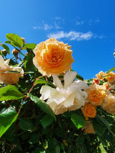 a bunch of orange and white roses on a tree at Antico Casale Tiravento in Passignano sul Trasimeno