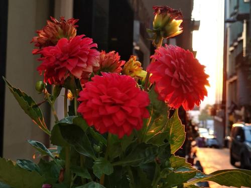 a bunch of red flowers in a vase at taksim diamond hotel in Istanbul