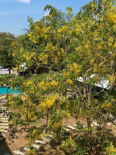 a tree with yellow flowers in front of a pool at Sapphire Garden Hotel in Habarana