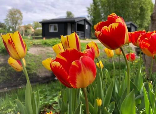 a group of red and yellow tulips in a garden at Ragaciema Skadiņi in Ragaciems