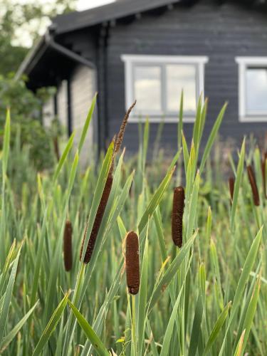 a field of tall grass with brown plants in front of a house at Ragaciema Skadiņi in Ragaciems