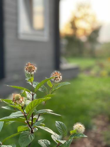 a plant with flowers in front of a house at Ragaciema Skadiņi in Ragaciems