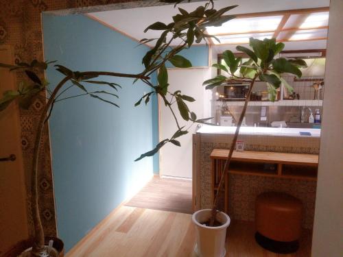 唐津市にある呼子の港路地の古民家一棟貸切宿梵soyogiの鉢植えの植物2本とシンク付きのキッチン