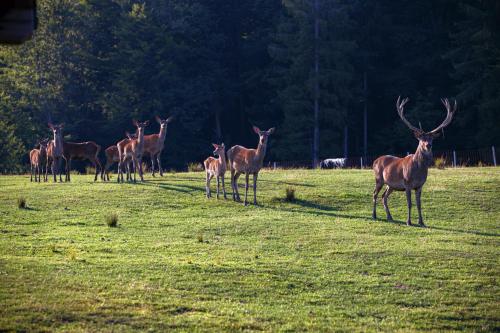 a herd of deer standing in a field at Apartmaji Hočka Koča in Pohorje