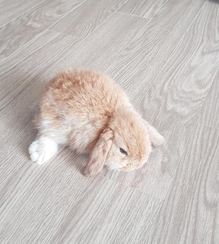an orange and white rabbit laying on the floor at Herkules Namhae German Village in Namhae