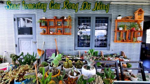 a bunch of cactuses and other plants in front of a house at Sena home 4th-Rooftop Overlooking Danang Dragon bridge in Da Nang