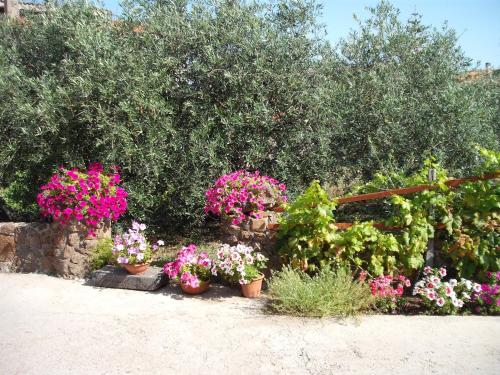 a bunch of flowers in pots in a garden at Domu de Palla- IUN-E5167 in Bauladu
