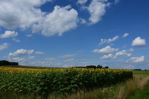 a field of sunflowers under a blue sky at Marktquartier in Reichenbach
