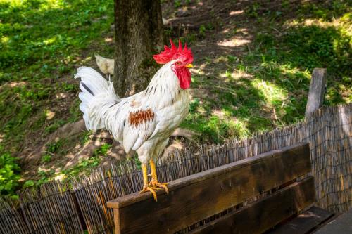 a rooster standing on top of a wooden fence at Gasthof Pesbichl in Goldegg