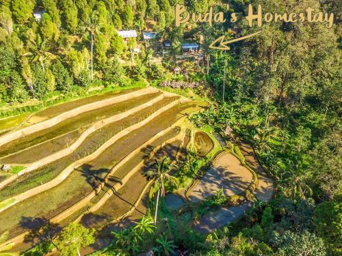an aerial view of a field with palm trees at Buda's Homestay Lemukih in Buleleng