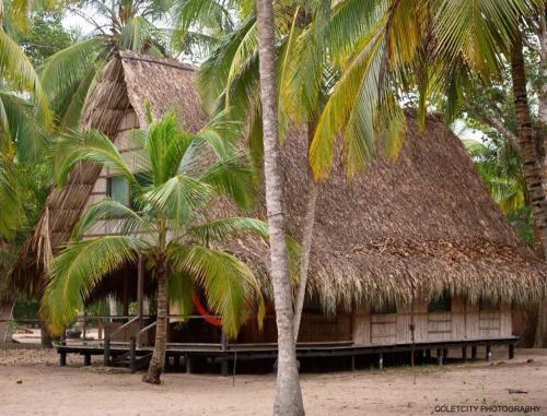 a hut with palm trees in front of it at Reserva Natural El Matuy in Palomino