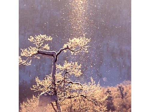 a tree with snow on top of it at ＦＵＲＡＮＯ ＮＡＴＵＬＵＸ ＨＯＴＥＬ - Vacation STAY 68187v in Furano