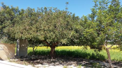 Κήπος έξω από το Villa GIO'