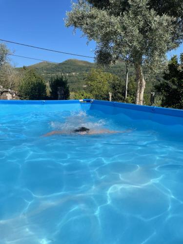 eine Schildkröte, die in einem blauen Pool schwimmt in der Unterkunft Casa de Ovil in Baião