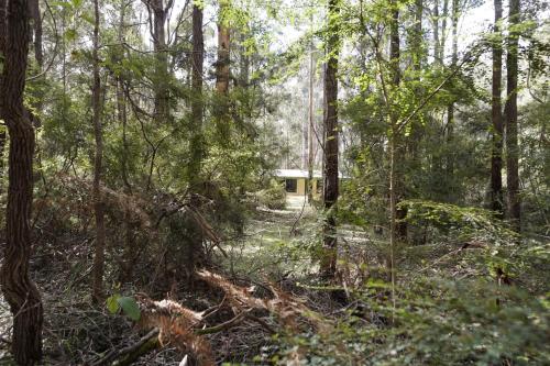 a dirt road through a forest with trees at Karriwood Cottage in Pemberton