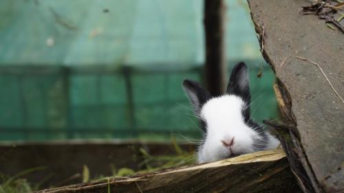 Animales en la habitación en casa particular o alrededores