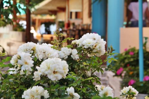 a bunch of white flowers in a plant at Santa Irene in Sougia