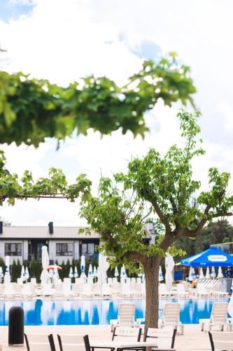 a group of chairs and a tree in front of a pool at Sofia Hotel in Rivne
