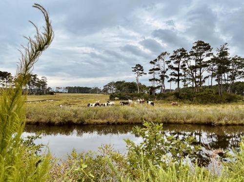 a herd of cows grazing in a field next to a river at Key West Cottages in Chincoteague
