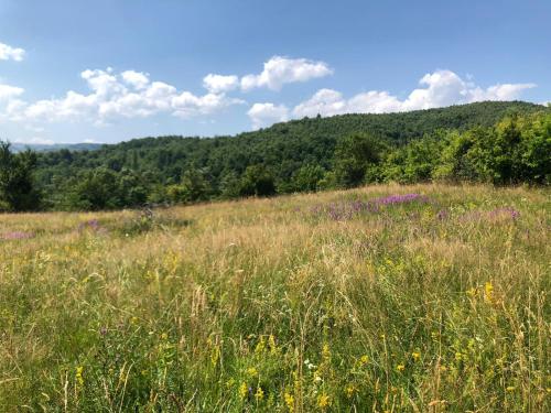 a field of tall grass with flowers in front of a mountain at Pensiunea IULIA in Rod